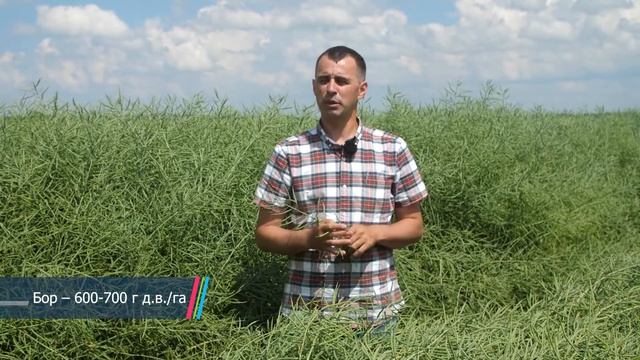 Озимый рапс: технология возделывания и защиты (СПК "Свислочь"). ДНИ ПОЛЯ - 2020. смотреть онлайн