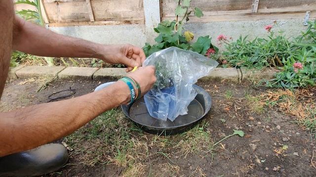 How to grow an Olive tree from cuttings смотреть онлайн