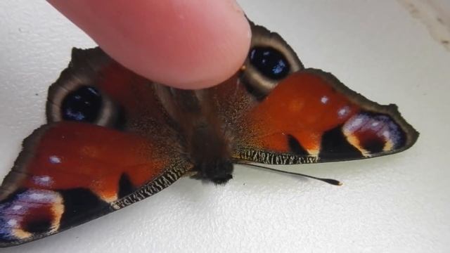 Павлиний Глаз Дневной Бабочка Aglais io Peacock Butterfly смотреть онлайн