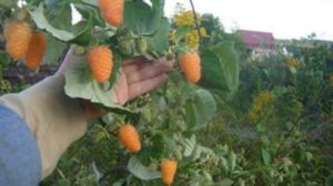 Малина выращивание и уход.Крупные и вкусный Сорт Ремонтантной малины Оранжевое Чудо для Сибири.Отзы