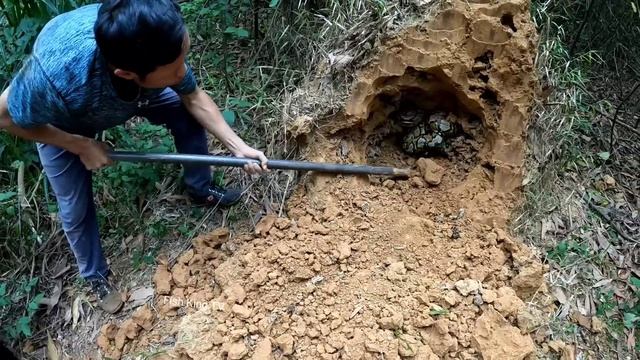 Digging Termite Nest Catch 2 Mutant Snakes смотреть онлайн