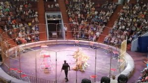 Цирк "Империя львиц" Кемерово 29.07.2017