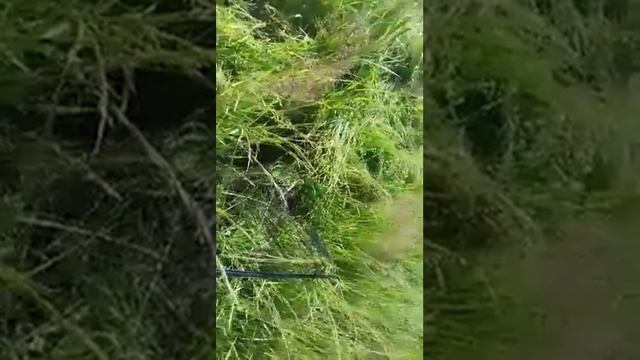 Ловим карпа в п.коммунар смотреть онлайн