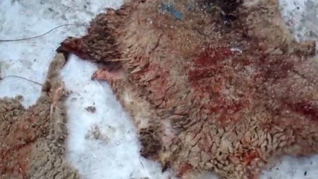 Меринос смотреть онлайн