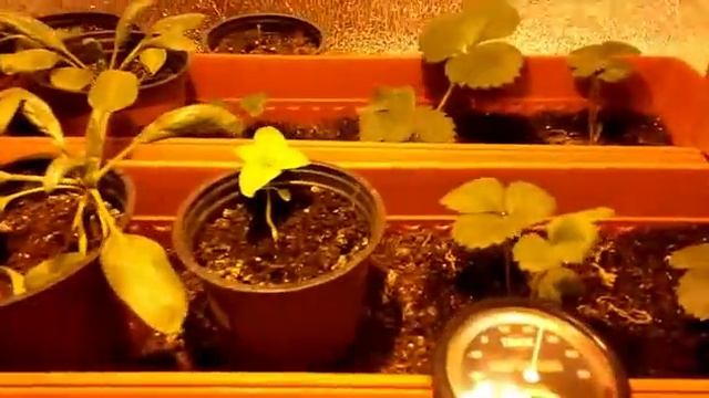 Выращивание клубники дома Part 2 смотреть онлайн