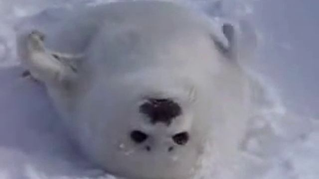 белёк смотреть онлайн