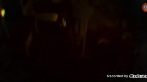 палочник буратино