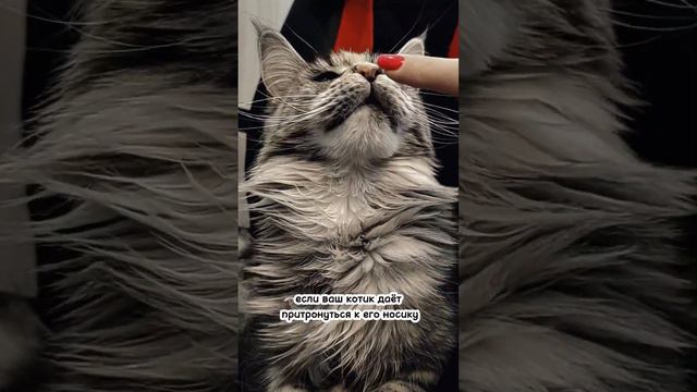 ПРИЗНАКИ ДОВЕРИЯ КОТИКА К ВАМ! #котики #cats #коты #мейнкун смотреть онлайн