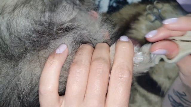 Уход за щенком Шпица. Подстригли шерсть и обстригли коготки на лапках) смотреть онлайн