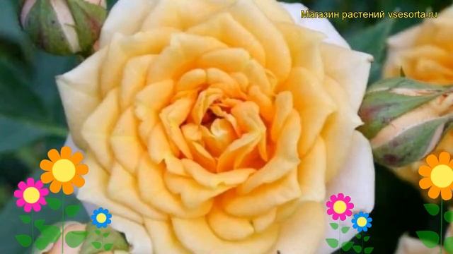 Роза миниатюрная Клементина. Краткий обзор, описание характеристик, где купить саженцы Clementine смотреть онлайн