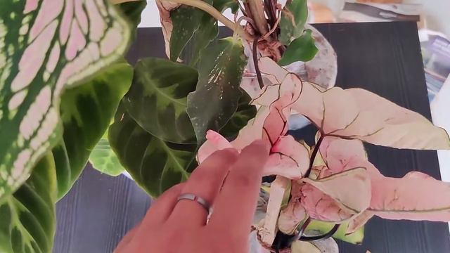 And Some More Unboxing : Caladiums, Calathea And OFCOURSE More Succulents | Small Apartment Garden