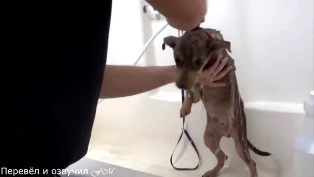 На него было невозможно смотреть. Но посмотрите, что сделали врачи! смотреть онлайн