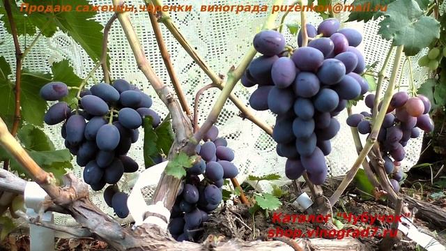 Виноград РОДОС - ранний, с гармоничным приятным вкусом (Пузенко Наталья Лариасовна) смотреть онлайн