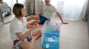 КАК СДЕЛАТЬ ТОННЕЛЬ ДЛЯ ХОМЯКА? ???