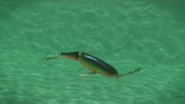 X Rap Jointed смотреть онлайн