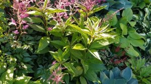 Хосты в саду/Где посадить хосты/Какие растения посадить рядом с хостами