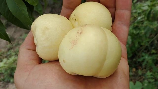 Білий нектарин "Ок Луччак". Неймовірна солодка смакота!!! смотреть онлайн