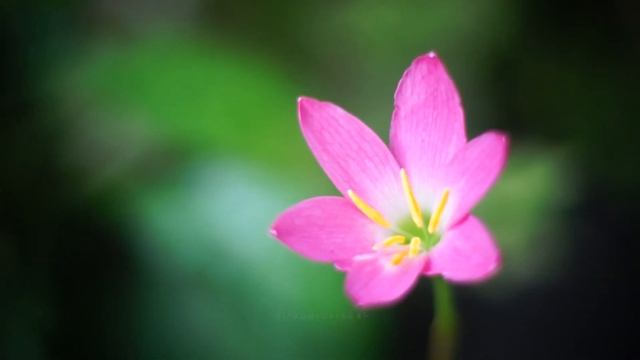 Sony A5000 Fujian Lens 50mm F1.4 Video Test смотреть онлайн