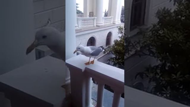 Морская Ласточка смотреть онлайн