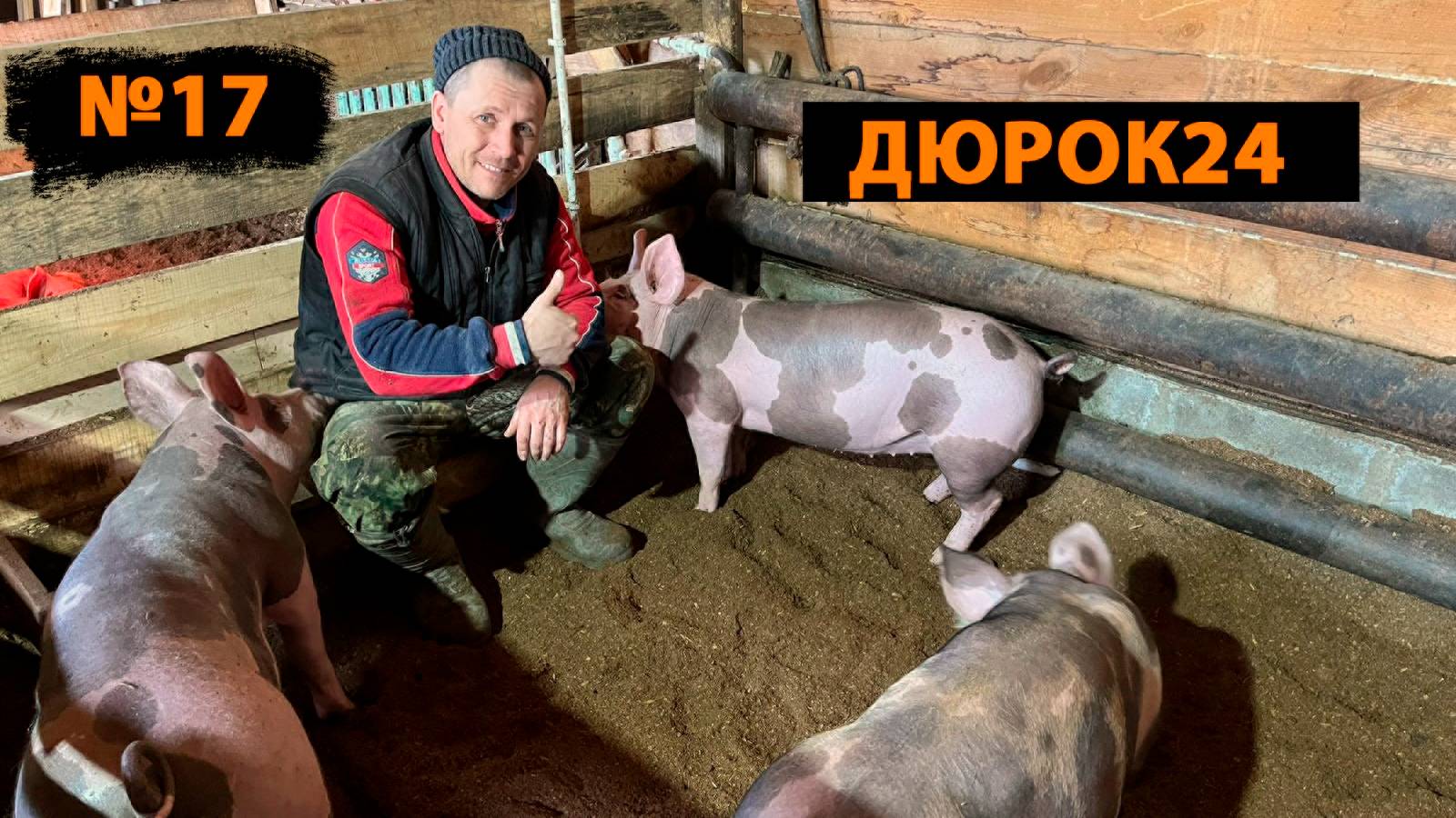 N°17 ПОРОСЯТА РАЗЪЕЗЖАЮТСЯ!!!!
АВТОМАТИЧЕСКИЕ
ПОЙЛУШКИ С WB