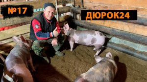 N°17 ПОРОСЯТА РАЗЪЕЗЖАЮТСЯ!!!!
АВТОМАТИЧЕСКИЕ
ПОЙЛУШКИ С WB