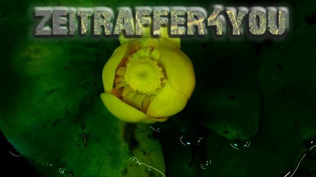 Gelbe Teichrose Nuphar lutea Nuphar luteum Time Lapse Zeitraffer spatterdock yellow water lily смотреть онлайн