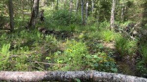 Калужница болотная магические свойства и использование