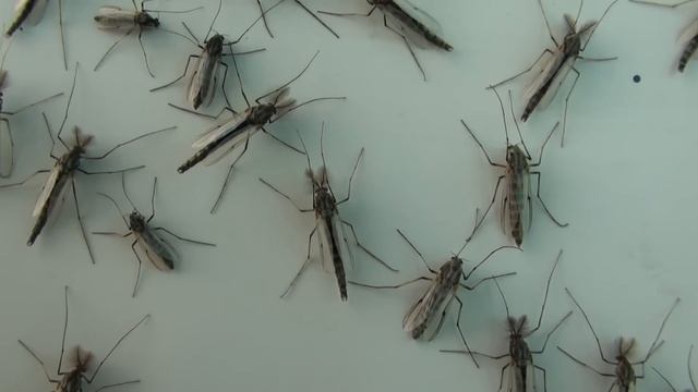 Chironomus Midges (Chironomidae: Chironomus) On Wall