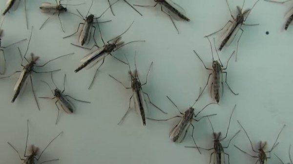 Chironomus Midges (Chironomidae: Chironomus) on Wall