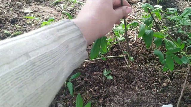 Идет снег!!! А я про клематисы смотреть онлайн