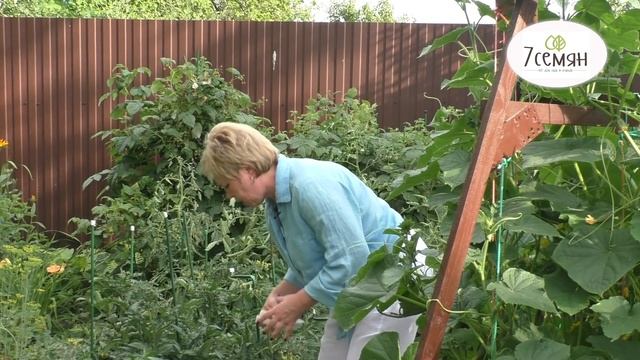 НЕ ПРОПУСТИТЕ ЭТУ БОЛЕЗНЬ НА СВОИХ ОГУРЦАХ!! смотреть онлайн