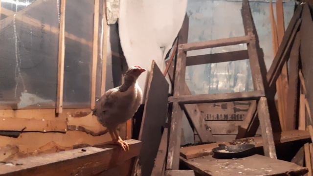 Переселение Шепухляк к Штрюпакам смотреть онлайн