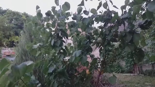 Абрикос нжа 19 nja 19 крупноплідний сорт абрикоса смотреть онлайн