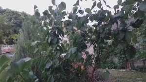 Абрикос нжа 19 nja 19 крупноплідний сорт абрикоса