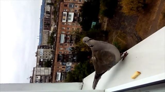 Голубь на окне смотреть онлайн