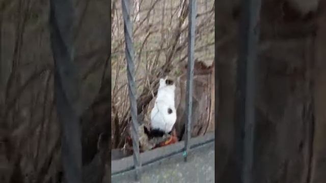 кот точит когти об дерево смотреть онлайн