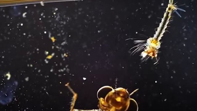 Природа в Ладошках