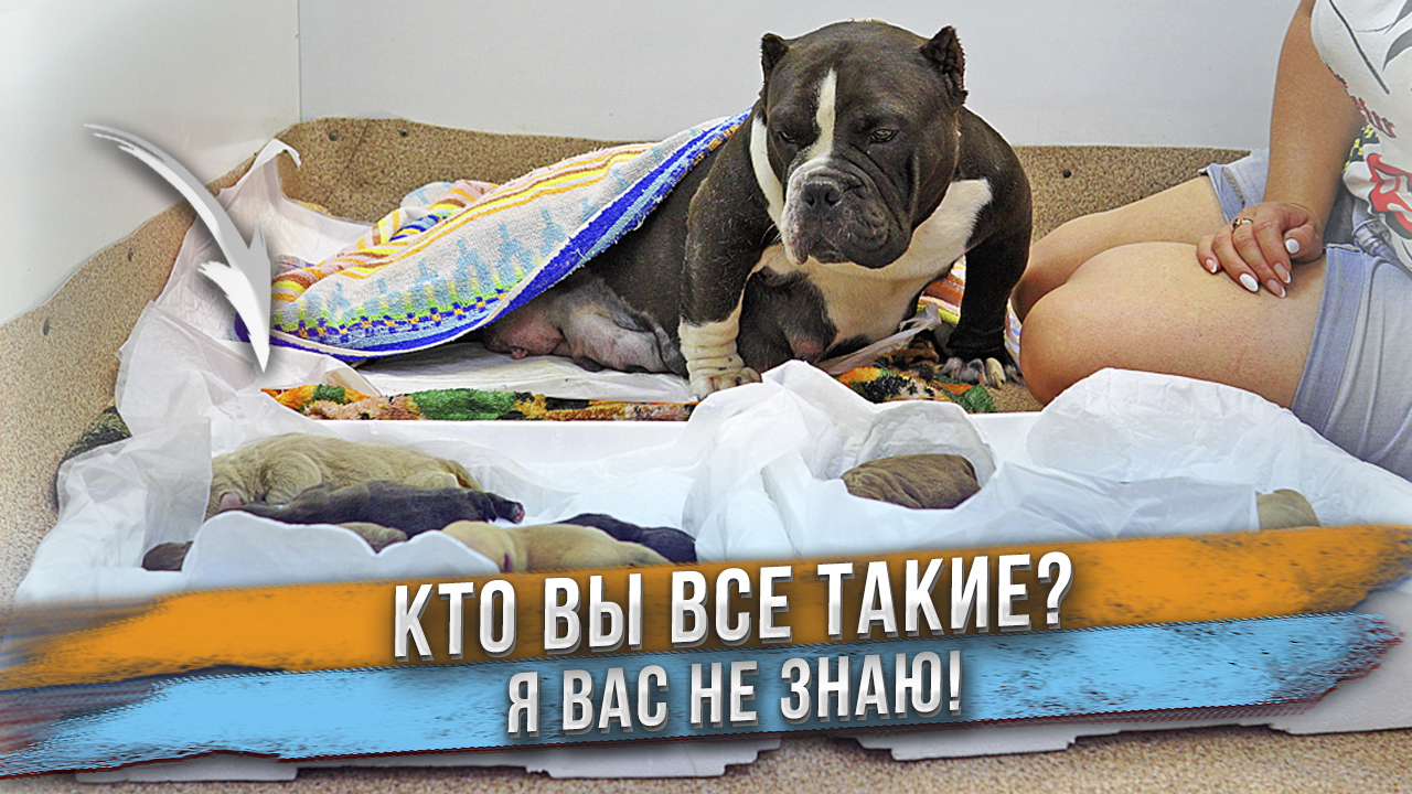 Питомник Собак