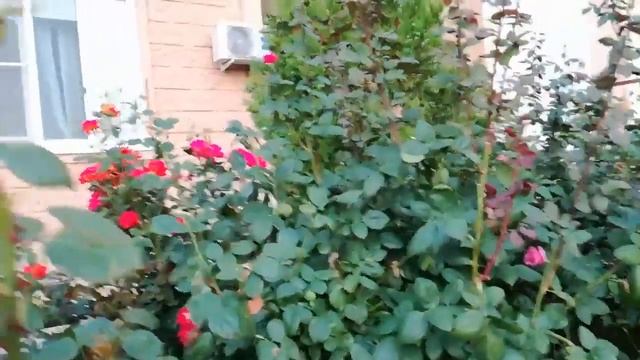 Цветы в Левенцовке, Ростов-на-Дону смотреть онлайн