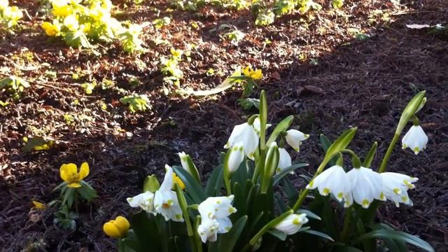 The Spring Snowflake...Leucojum vernum смотреть онлайн