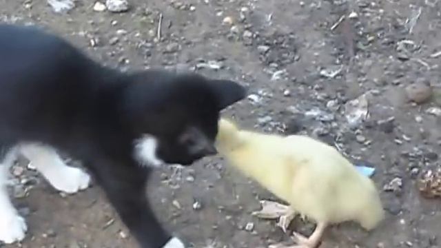 Бой,котенок vs индоутка,жесть,ржач,прикол 2013 смотреть до конца смотреть онлайн