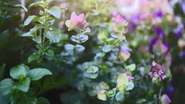 SUB【ガーデニング初心者】5月の花壇/ベランダにつるバラをお迎え/春色ナチュラルガーデン/왕초보가 장미 모종을 샀다/The First Rose Of A Beginner Gardener