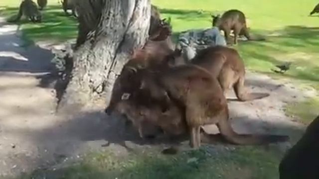 Melbourne trip: kangaroo mating смотреть онлайн