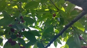 Черешня Овстуженка