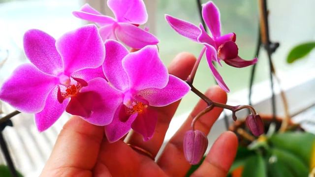 Цветущие орхидеи. Orchids. смотреть онлайн
