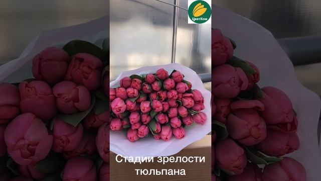 Стадии зрелости тюльпанов. На каком этапе цветения лучше покупать. смотреть онлайн