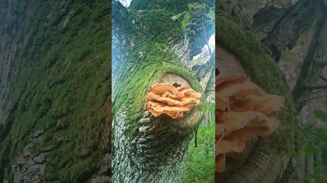 грибы на дереве смотреть онлайн