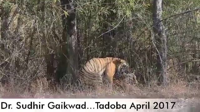 TIGER MATING.......the Aggressiveness
