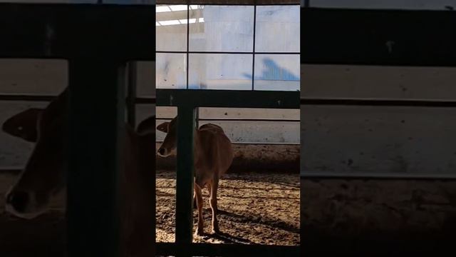 Cow Is Not An Animal ! She Is Mother... #goshala🐄 @Cowsblike