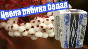 Цвела рябина белая разбор